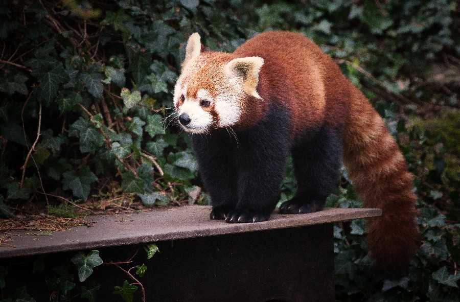 Panda červená