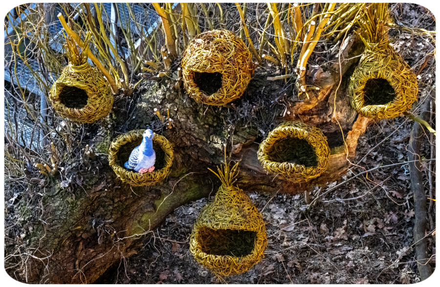 Ďábel medvědovitý