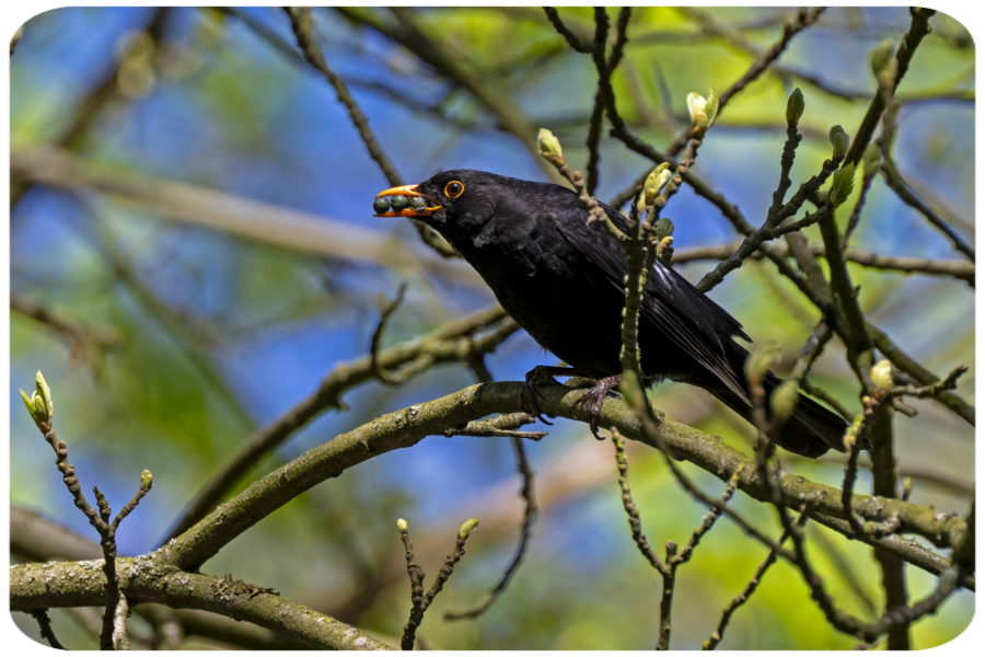 Ďábel medvědovitý